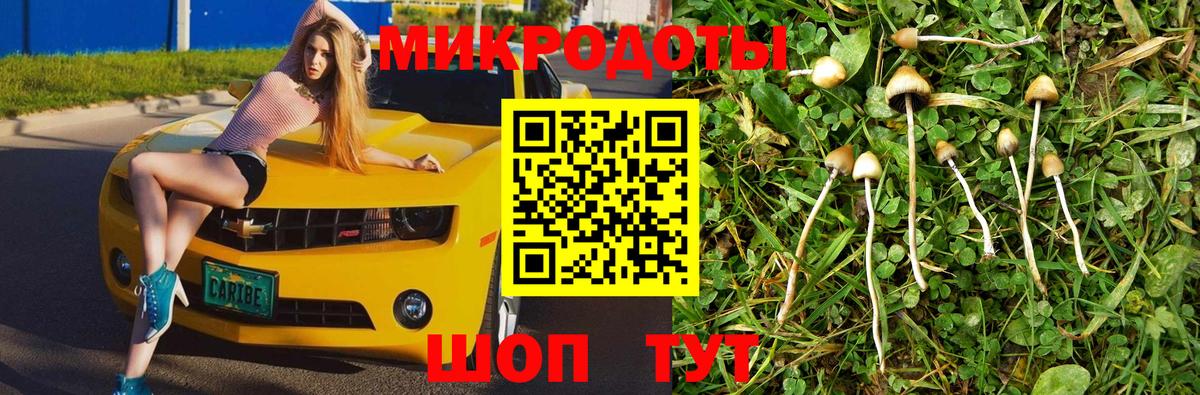 Псилоцибиновые грибы Psilocybe Жигулёвск